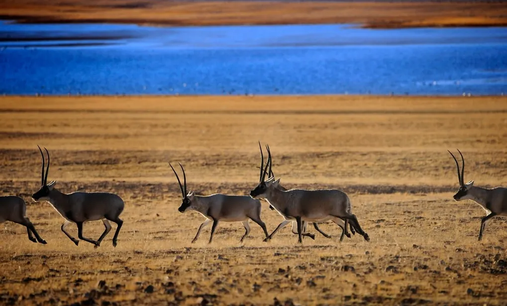 Bevictor伟德官网-韦德(中国)体育-伟大始于1946